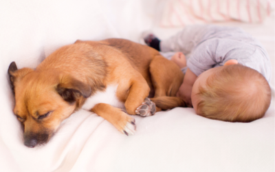 5 Top Tips For Parents Who Have a New Baby and a Dog